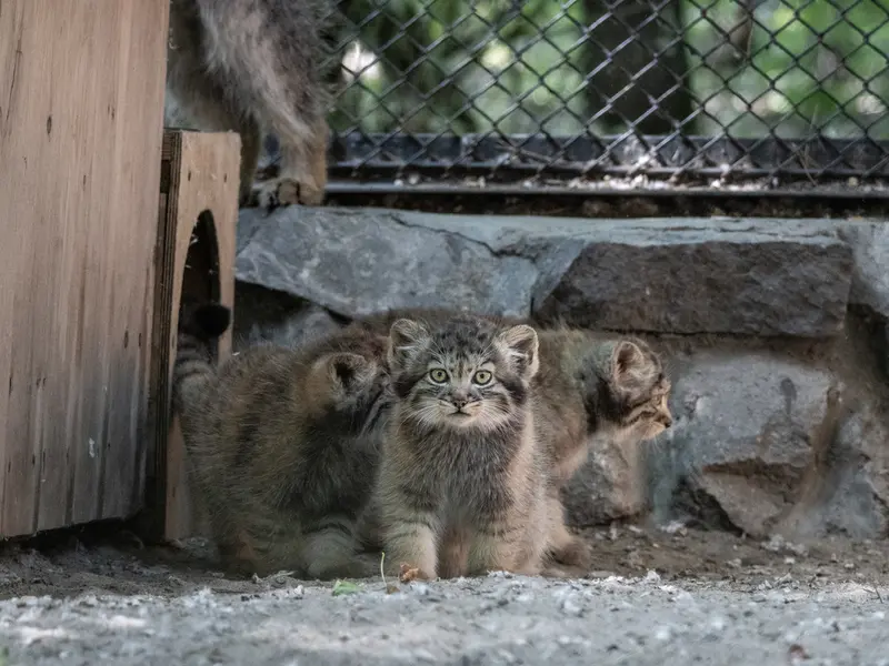 A photograph of a Pallas's cat in Novosibirsk Zoo