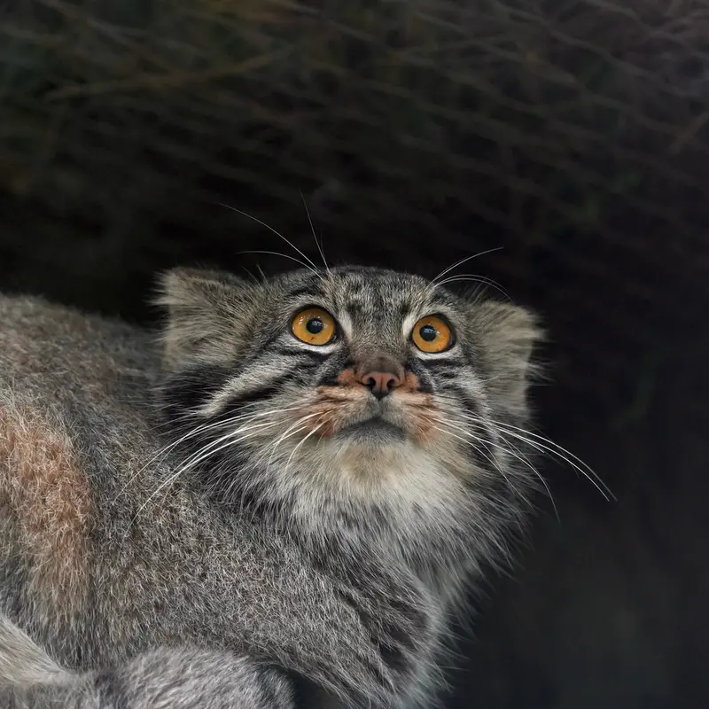A photograph of Mei in Kobe Animal Kingdom