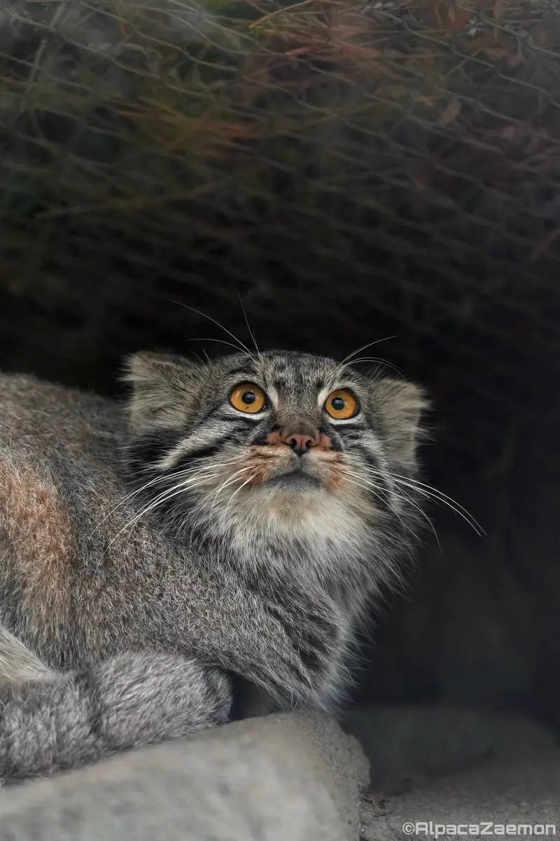 A photograph of Mei in Kobe Animal Kingdom