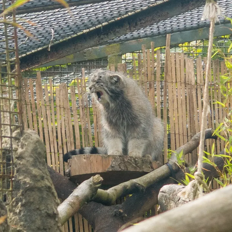 A photograph of Akiko in Edinburgh Zoo