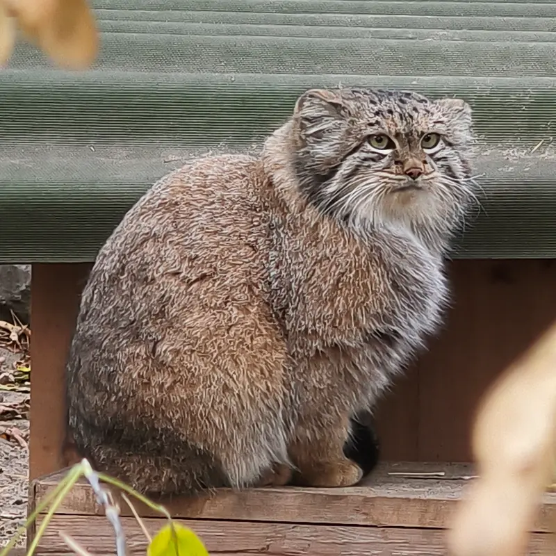A photograph of Snezhana in Novosibirsk Zoo