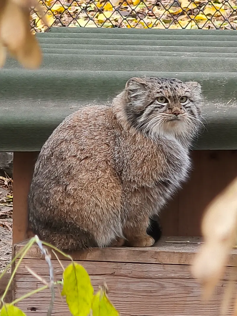 A photograph of Snezhana in Novosibirsk Zoo