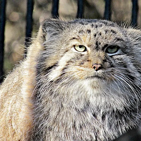 A photograph of a Pallas's cat in Novosibirsk Zoo