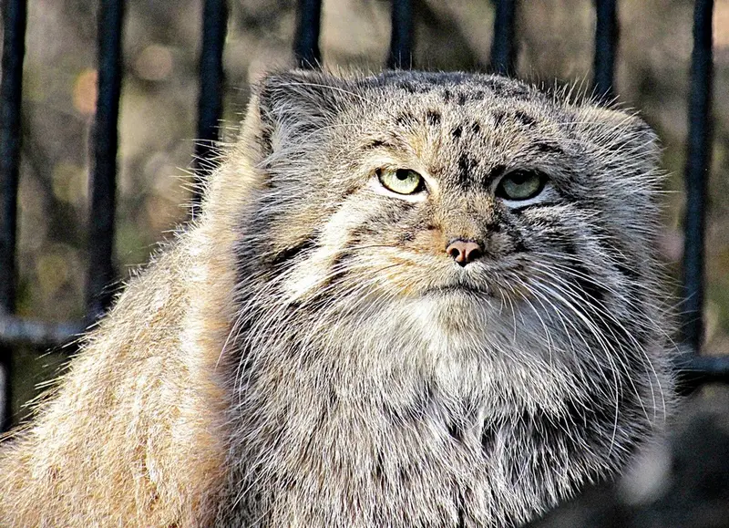 A photograph of a Pallas's cat in Novosibirsk Zoo