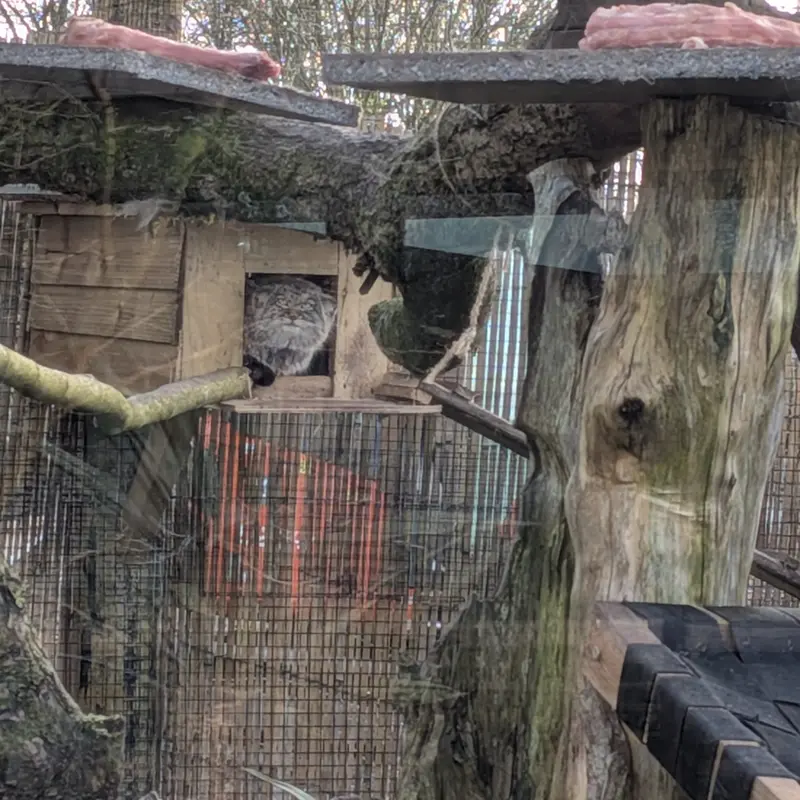 A photograph of Altai in The Lakeland Wildlife Oasis