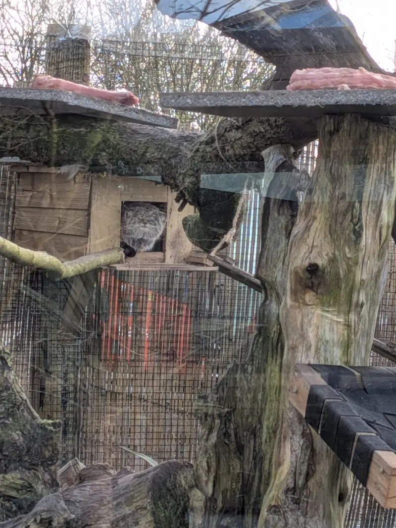 A photograph of Altai in The Lakeland Wildlife Oasis
