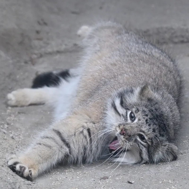 A photograph of Az in Kobe Animal Kingdom