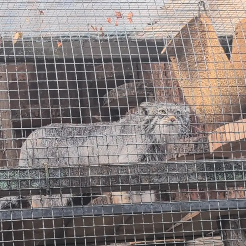A photograph of Shu in Leningrad zoo