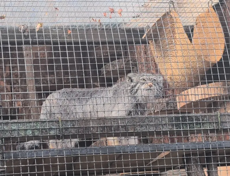 A photograph of Shu in Leningrad zoo