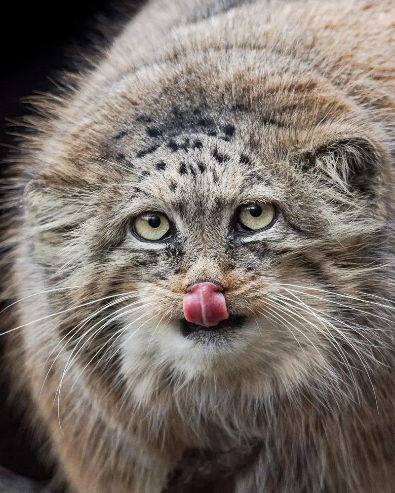 A photograph of a Pallas's cat