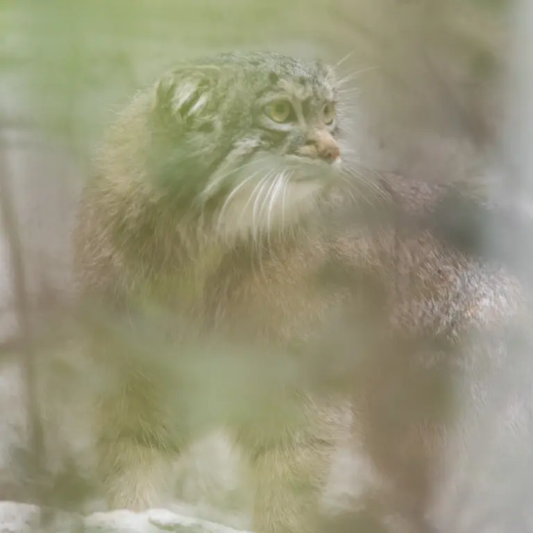A photograph of Figa in Nogeyama Zoo