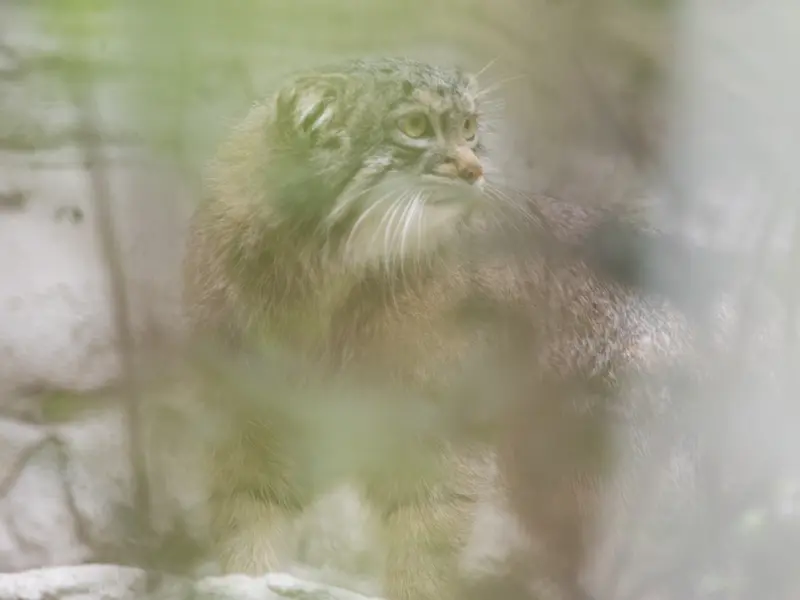 A photograph of Figa in Nogeyama Zoo