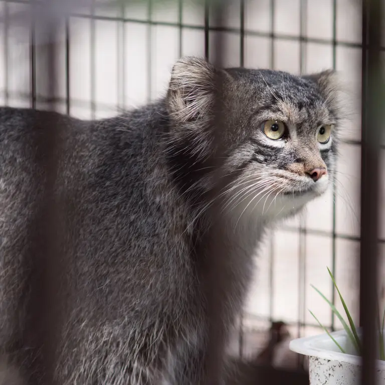 A photograph of Figa in Nogeyama Zoo