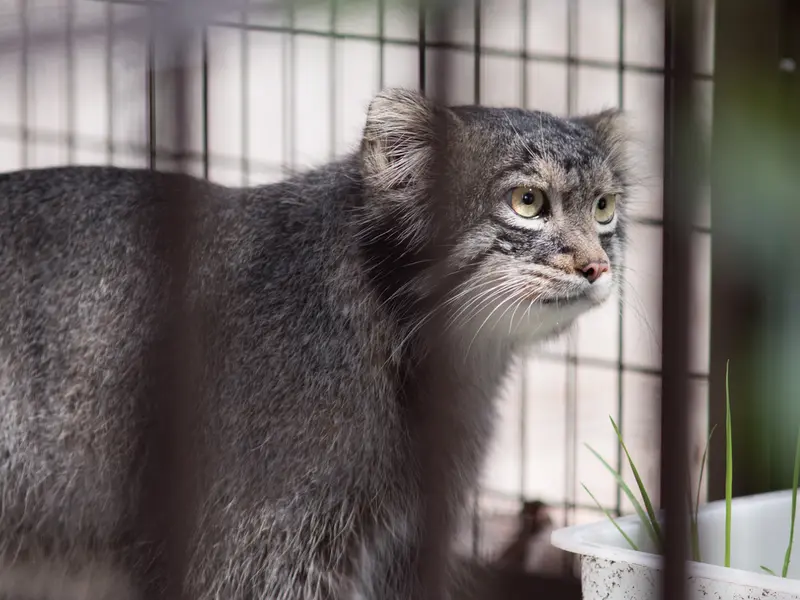 A photograph of Figa in Nogeyama Zoo