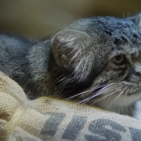 A photograph of a Pallas's cat in Ueno Zoological Gardens