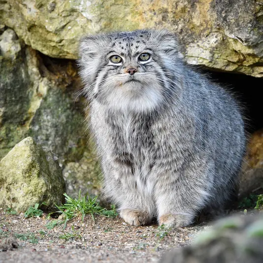 A photograph of Atlan in Port Lympne Wild Animal Park