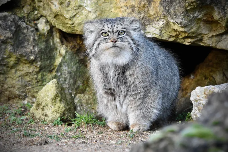 A photograph of Atlan in Port Lympne Wild Animal Park