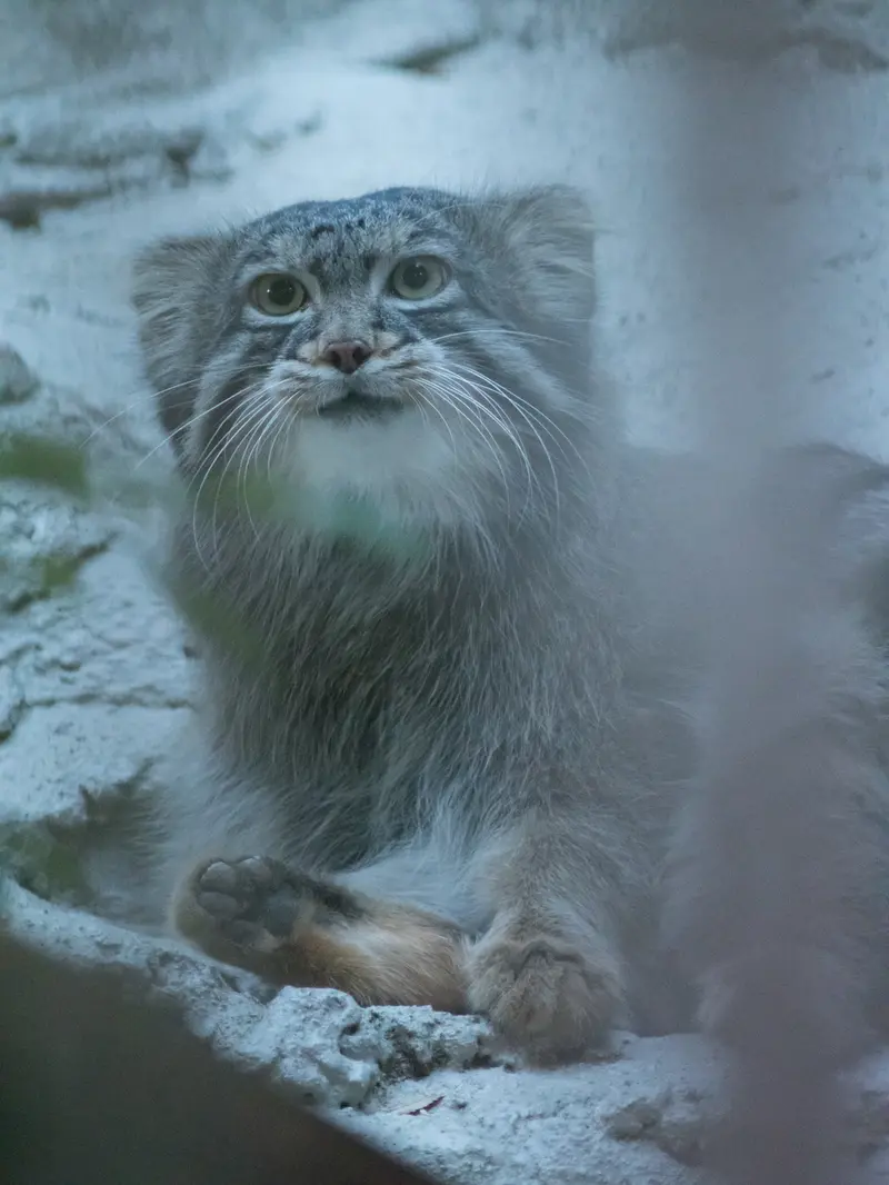 A photograph of Figa in Nogeyama Zoo