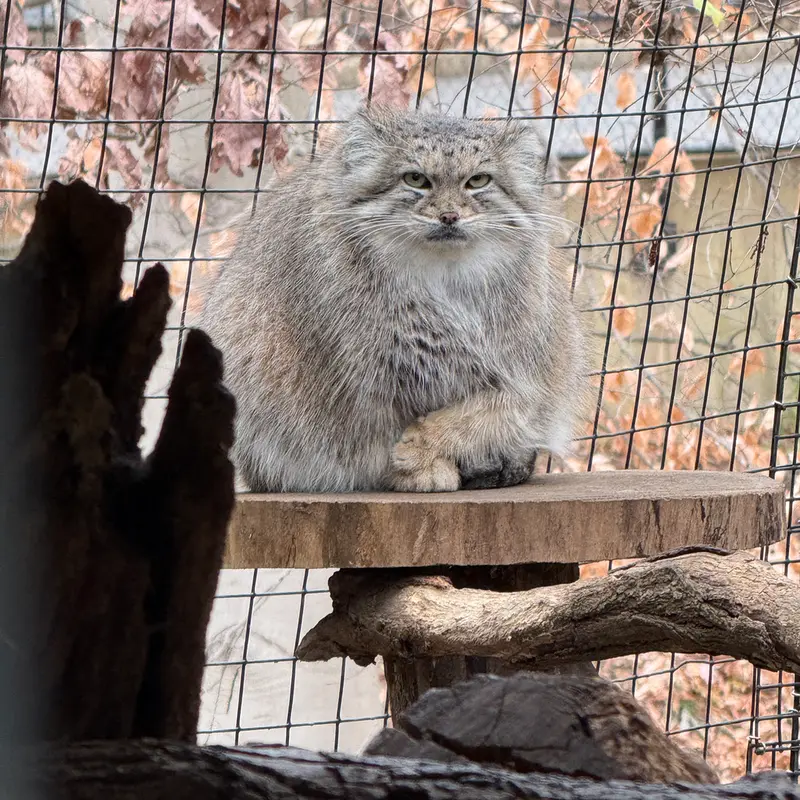 A photograph of Akar in Smithsonian&#039;s National Zoo
