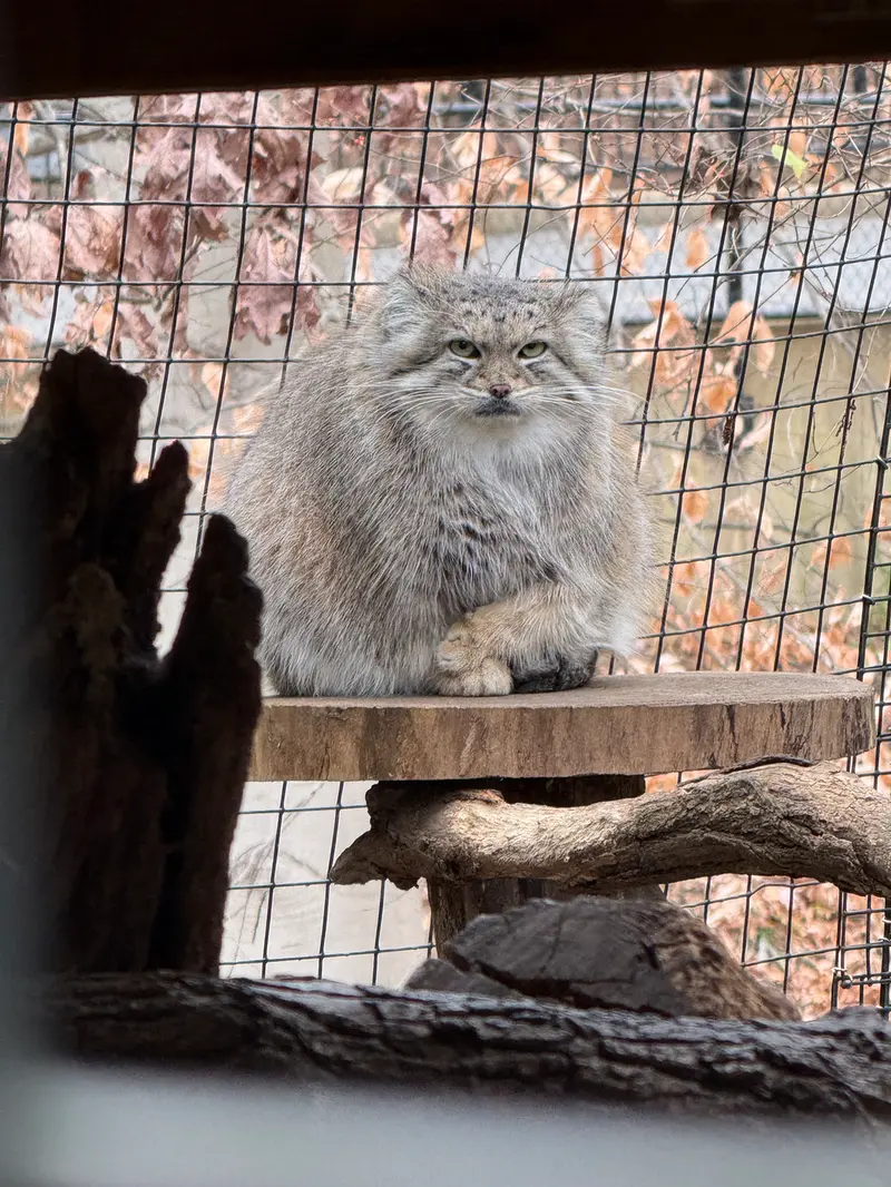 A photograph of Akar in Smithsonian&#039;s National Zoo