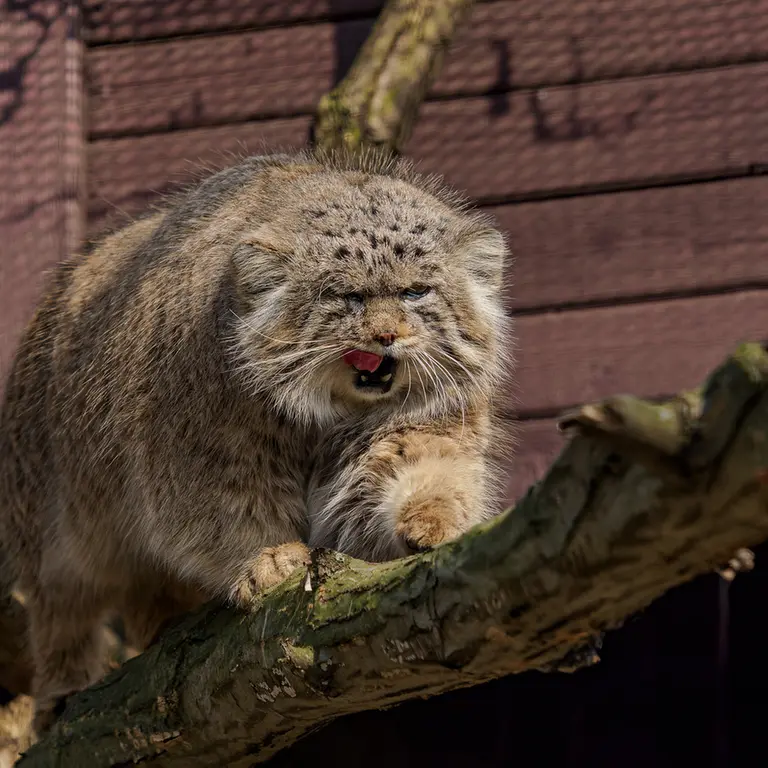 A photograph of Muztau in Brno Zoo