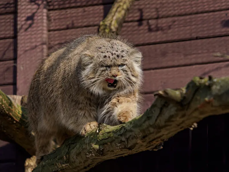 A photograph of Muztau in Brno Zoo