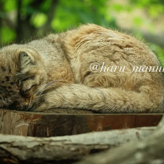 A photograph of Bor in Nasu Animal Kingdom