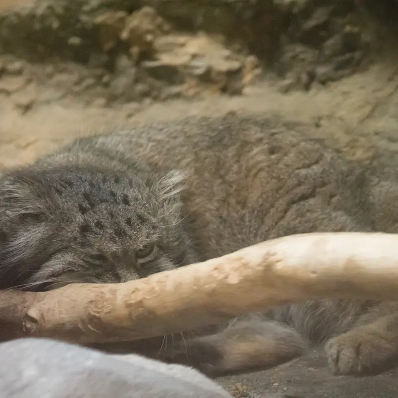 A photograph of Klyon in Ueno Zoological Gardens