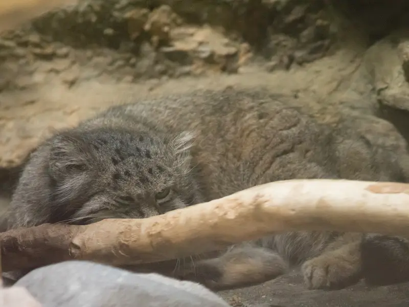 A photograph of Klyon in Ueno Zoological Gardens
