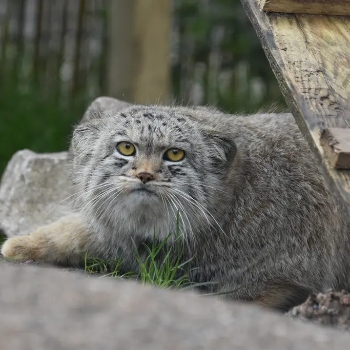 A photograph of a Pallas's cat in The Lakeland Wildlife Oasis