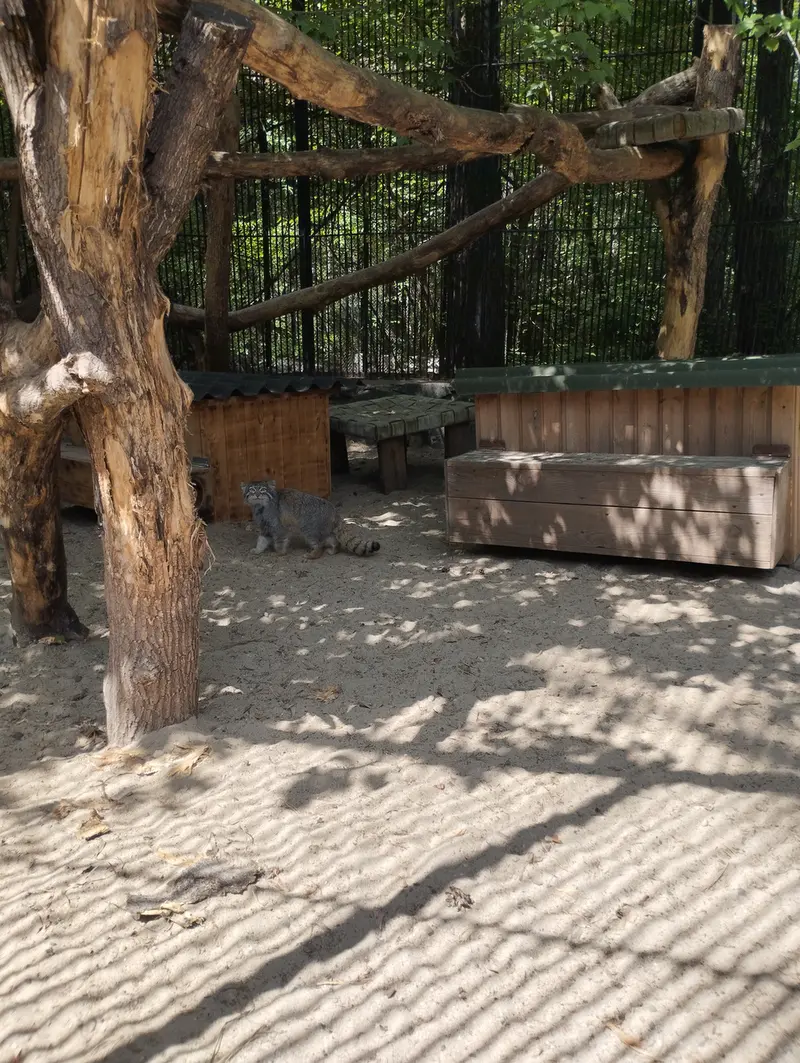 A photograph of a Pallas's cat in Novosibirsk Zoo