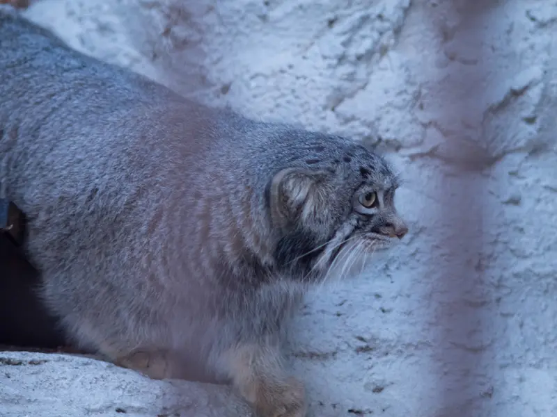 A photograph of Figa in Nogeyama Zoo