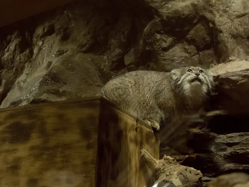 A photograph of Klyon in Ueno Zoological Gardens