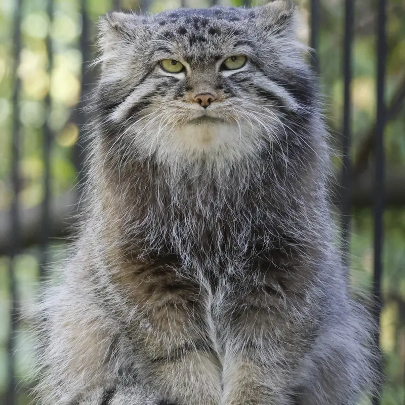 A photograph of a Pallas's cat in Novosibirsk Zoo