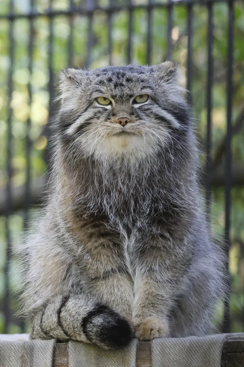 A photograph of a Pallas's cat in Novosibirsk Zoo