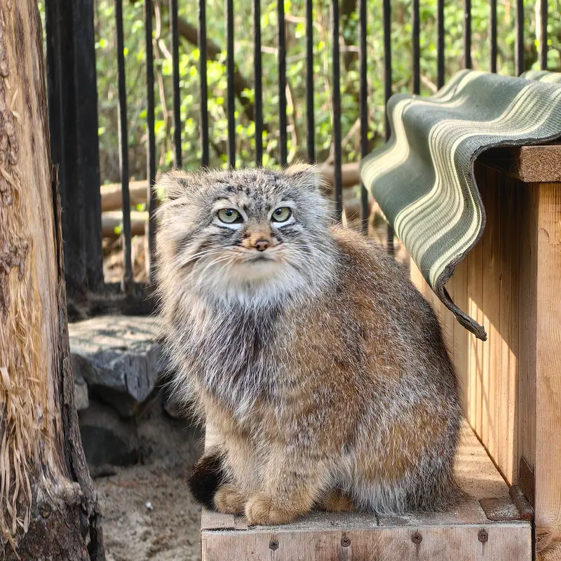A photograph of Gabi in Novosibirsk Zoo