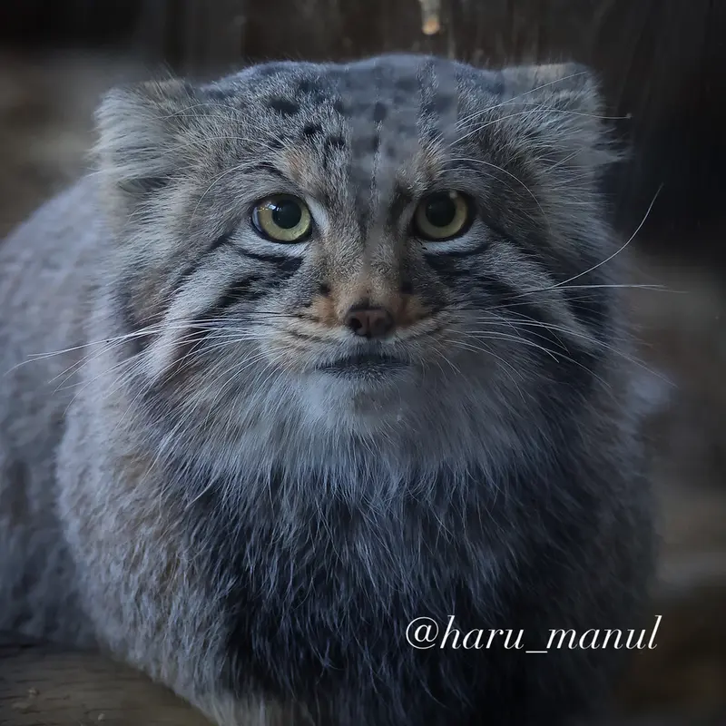 A photograph of Nagomu in Nasu Animal Kingdom