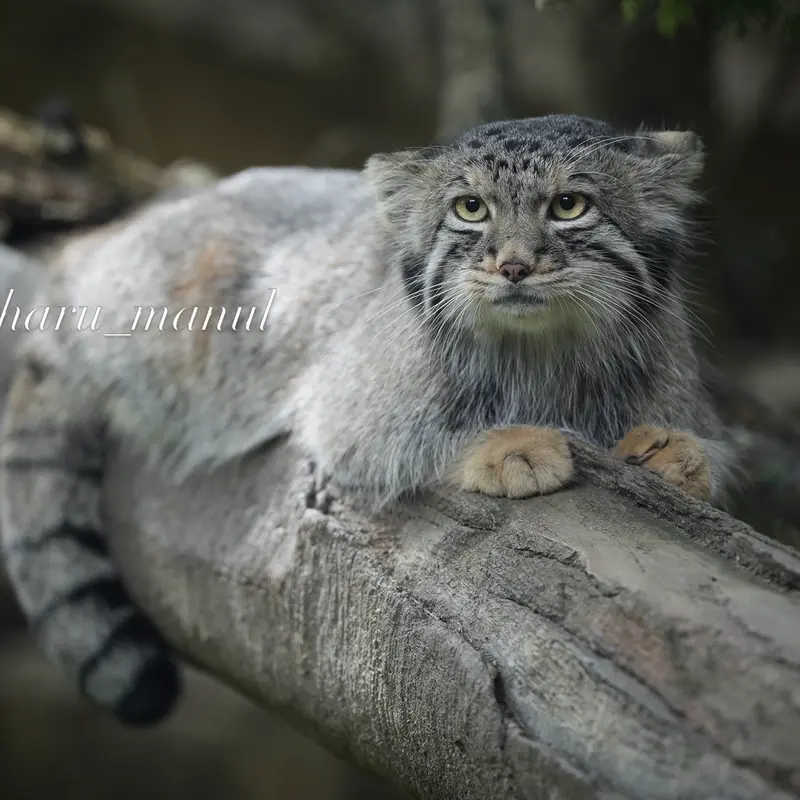 A photograph of Nagomu in Nasu Animal Kingdom