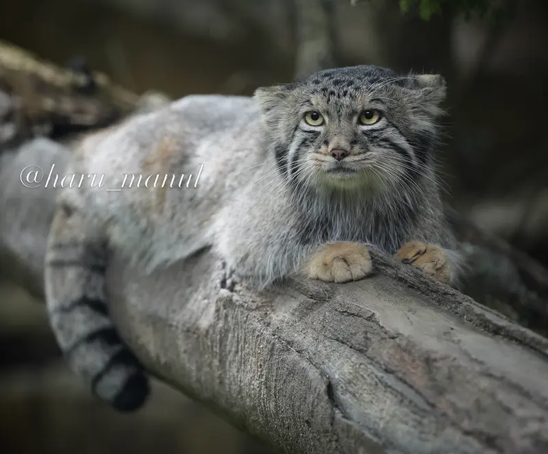 A photograph of Nagomu in Nasu Animal Kingdom