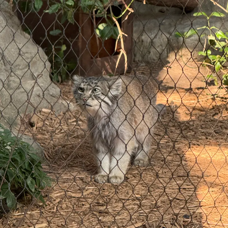 A photograph of Batu in Prospect Park Zoo