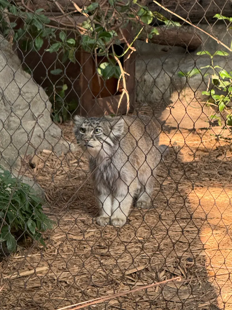 A photograph of Batu in Prospect Park Zoo