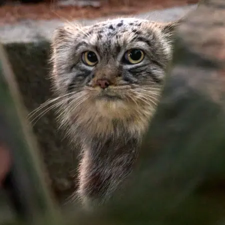 A photograph of Tsas in Kraków Zoo