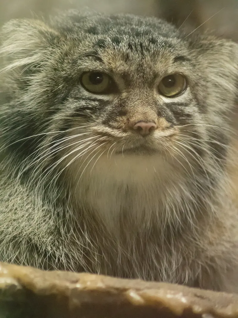 A photograph of Shafran in Ueno Zoological Gardens