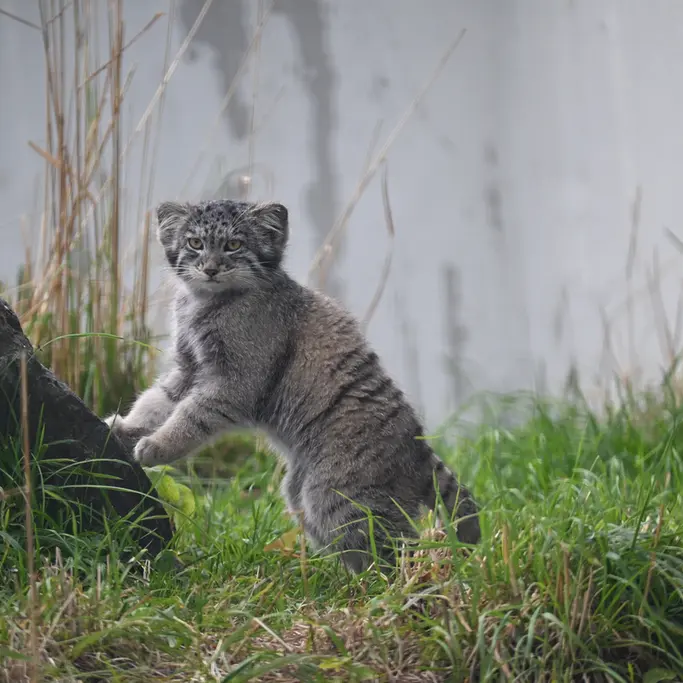 A photograph of Sten in Korkeasaari Zoo