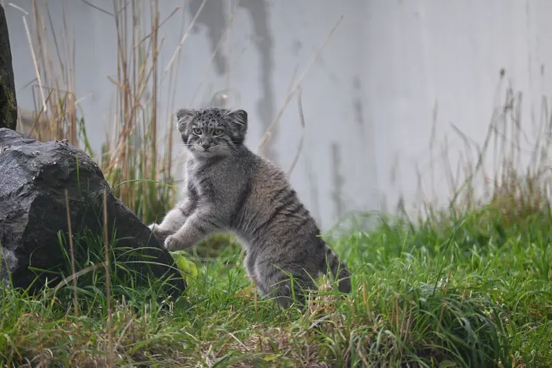 A photograph of Sten in Korkeasaari Zoo