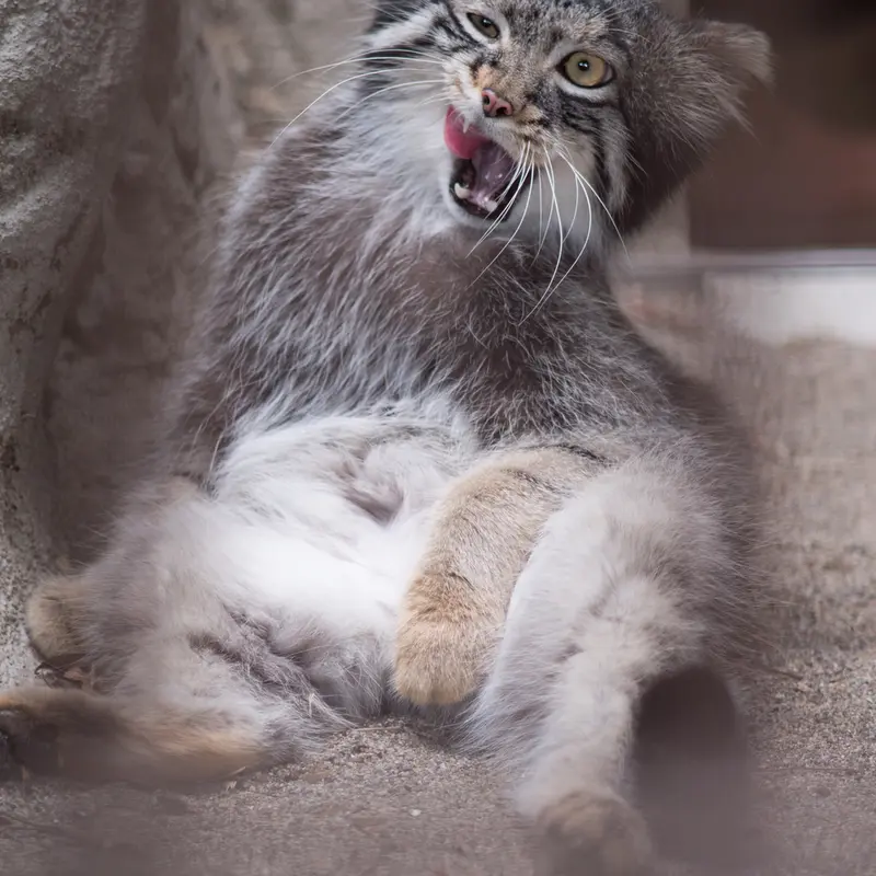 A photograph of Figa in Nogeyama Zoo