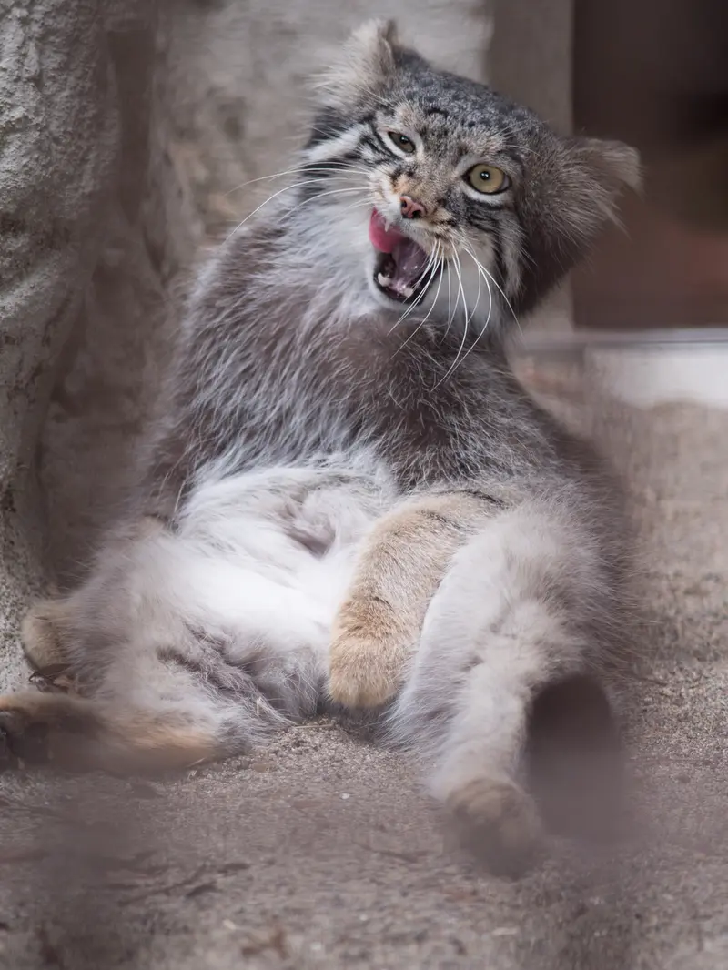 A photograph of Figa in Nogeyama Zoo
