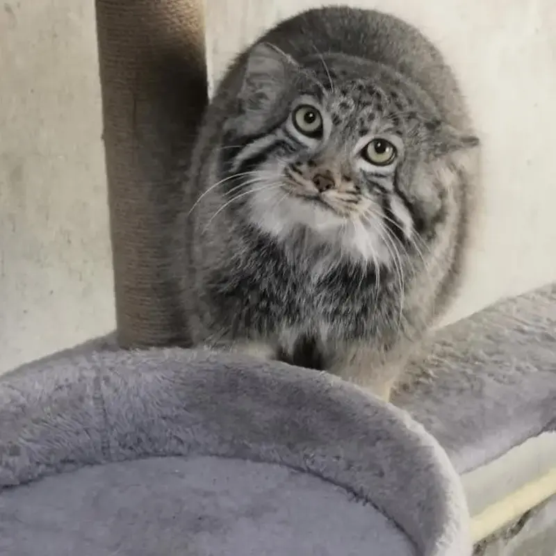 A photograph of Sun Daniang in Qinghai-Tibet Plateau Wildlife Zoo