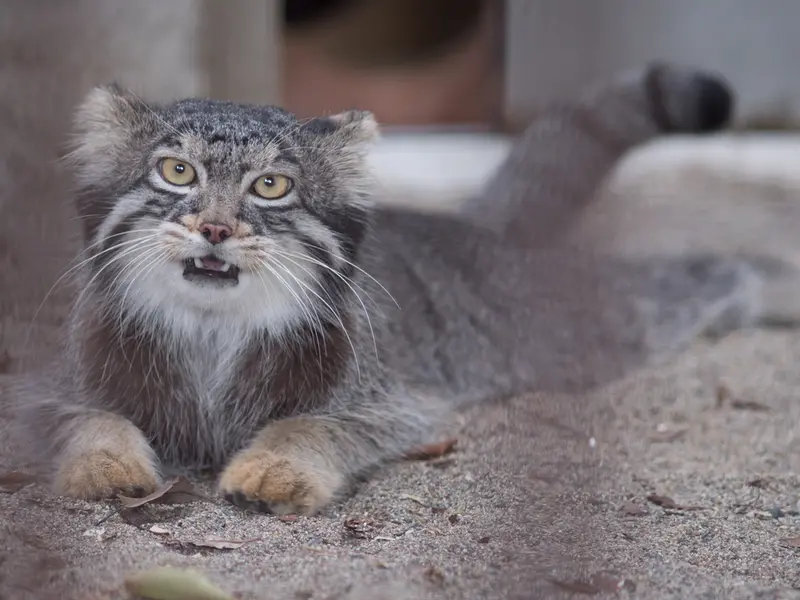 A photograph of Figa in Nogeyama Zoo