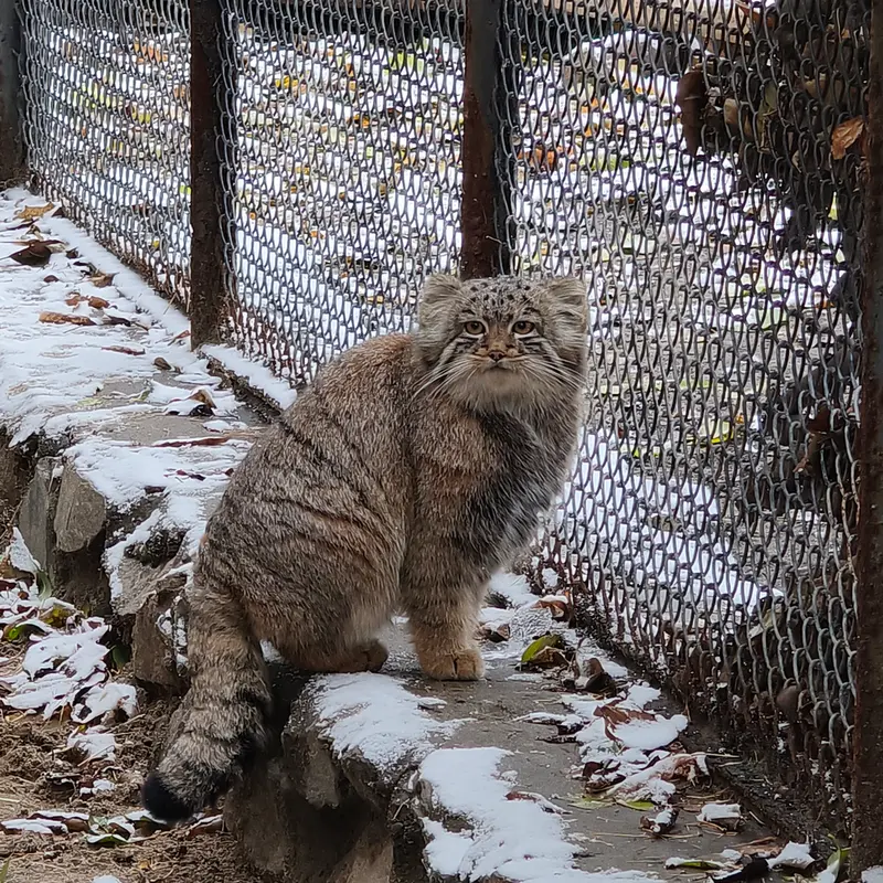 A photograph of Daughter of Snezhana b.2026 Ⅱ in Novosibirsk Zoo